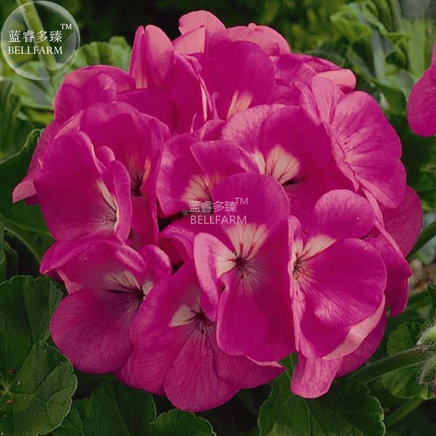 JMS  Geranium Large Heads Of Bright Pink Flowers With Light Eyes Flower Seeds, 10 Seeds, Home Garden