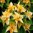 JMS Euphorbia Pulcherrima Seeds, 100 Seeds