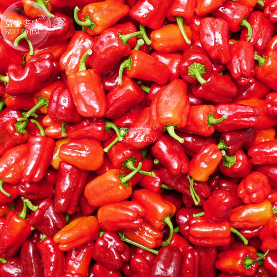 JMS  Bell Pepper 'Cajun Belle' Vegetable Seeds, 20 Seeds, Sweet With A Touch Of Spicy Heat Vegetable