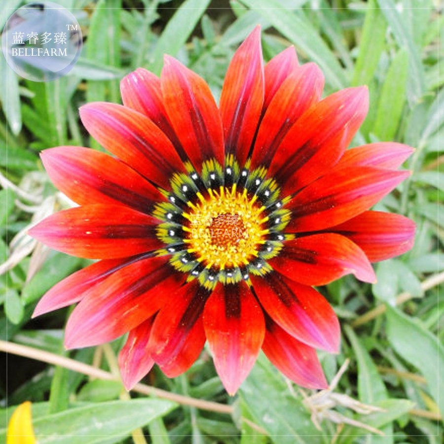 JMS  Gazania Fire Red Petals Black Stripe Color Centre Perennial Flower Seeds, 30 Seeds, 2-Layer Big