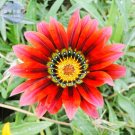 JMS  Gazania Fire Red Petals Black Stripe Color Centre Perennial Flower Seeds, 30 Seeds, 2-Layer Big