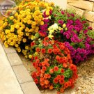 JMS  Dendranthema Grandiflorum Groud-Cover Chrysanthemum Perennial Flower Seeds, 250 Seeds, Very Nic