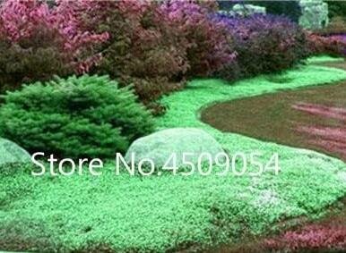 JMS Creeping Thyme Plants Green Rock Cress Plants