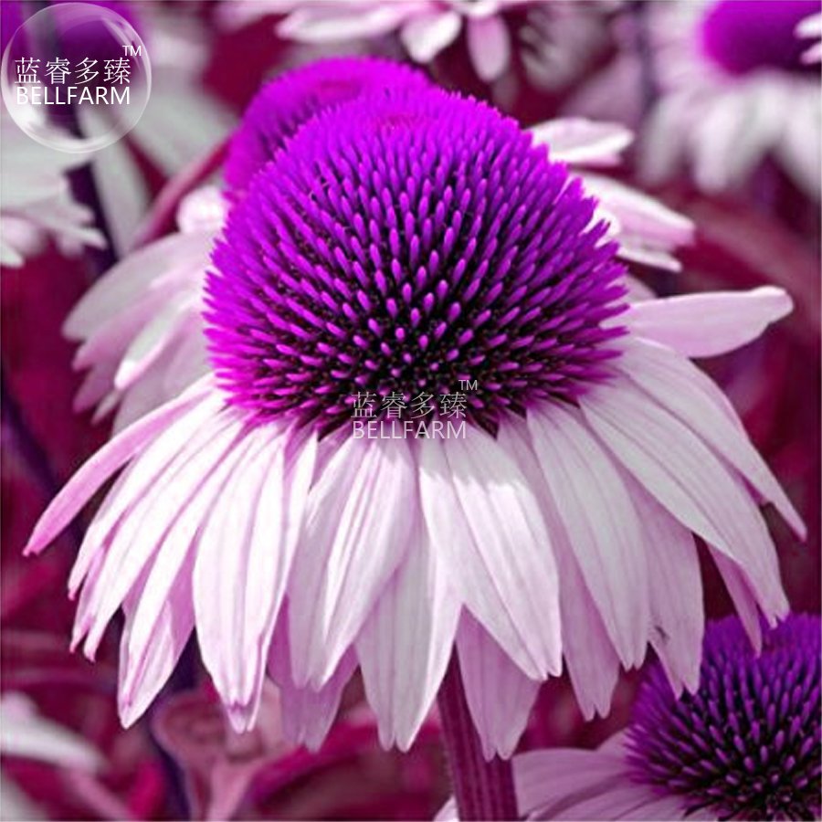 JMS  Echinacea White Petals Purple Centre Perennial Flower Seeds, 30 Seeds, Professional Pack, Big B