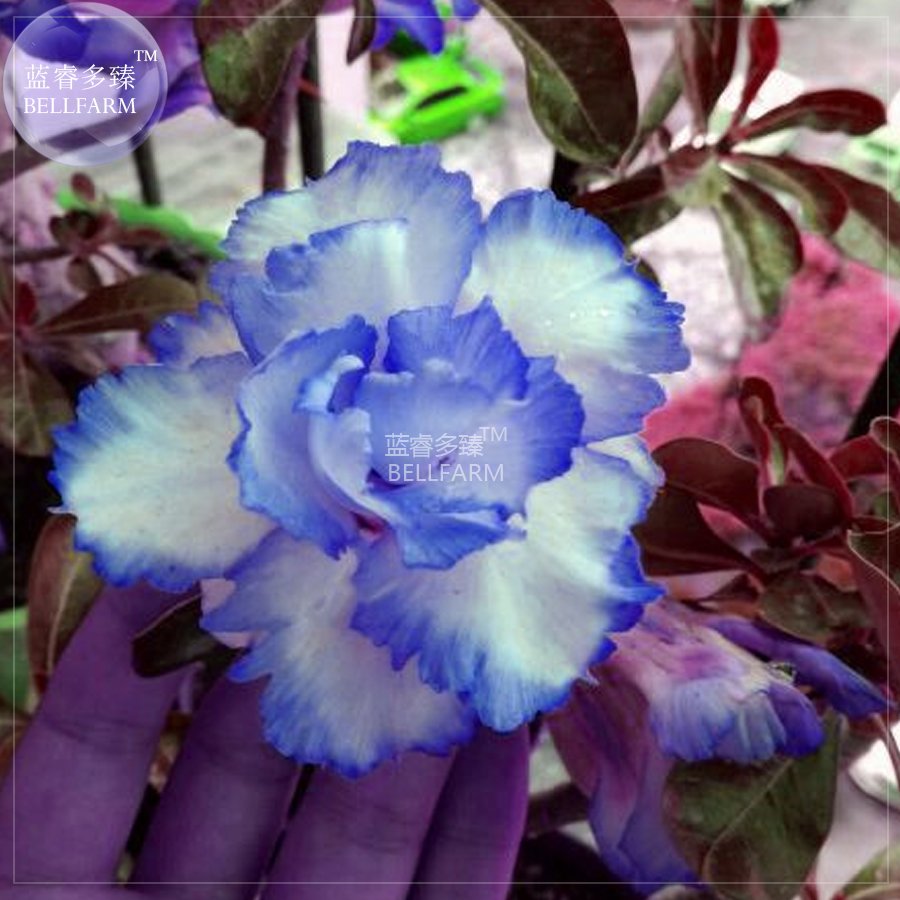 JMS  Adenium White Petals With Blue Edge Flower Seeds, 2 Seeds, 4-Layer Rare Home Garden Perennial F