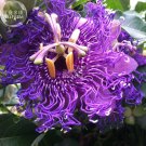 JMS  Passiflora Temptation Flower Seeds, 30 Seeds, Professional Pack, Beautiful Deep Violet Blossoms