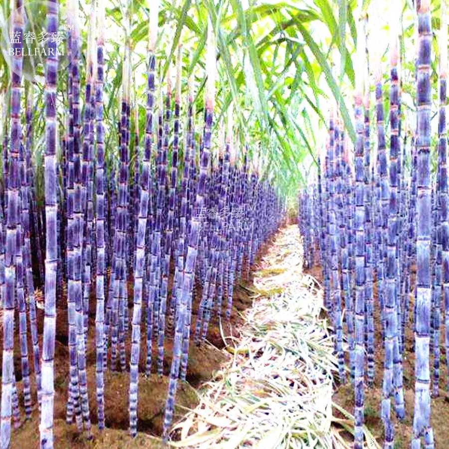 JMS  Black Sugarcane Organic Subtropics Plant Seeds, 100 Seeds, Sweet Juicy Saccharum Sugar Cane