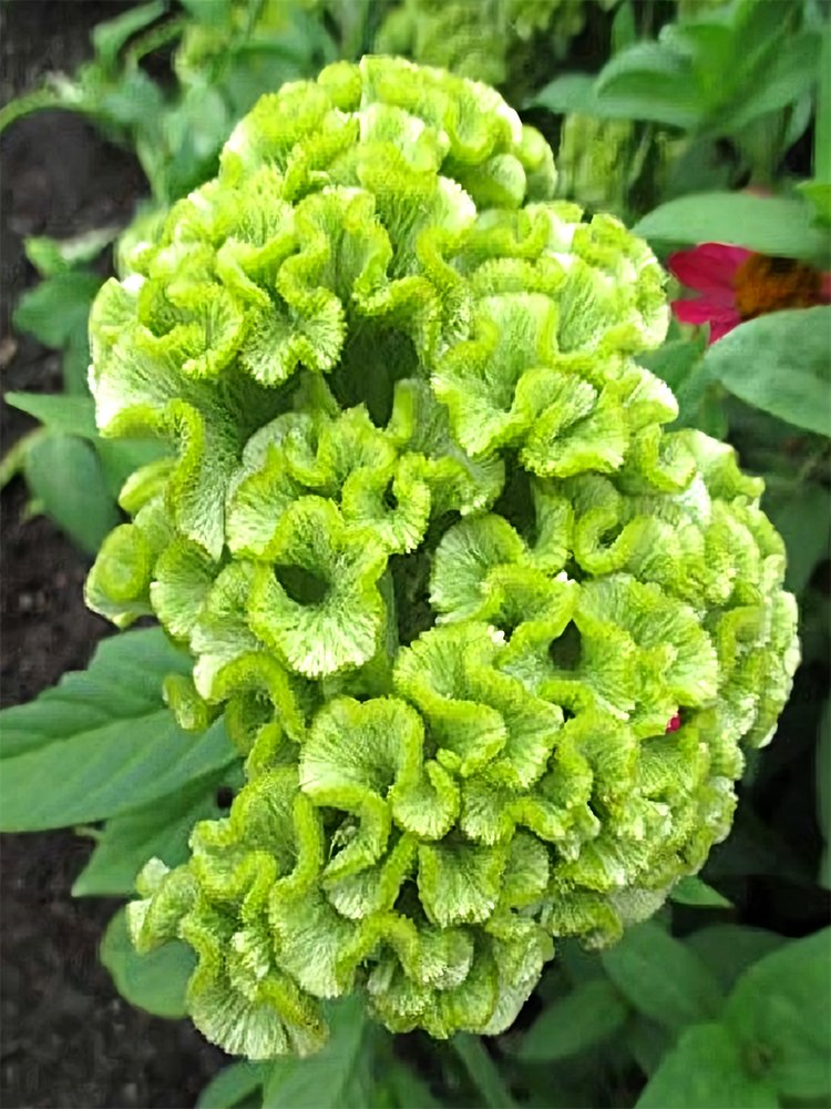 JMS Cockscomb, Green