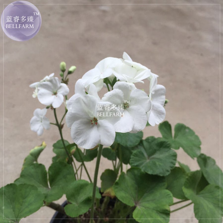 JMS  Geranium Bonsai Purely White Single Petals Plant*Seeds(No Soil), 10Pcs/Pack, Big Blooms Home Ga