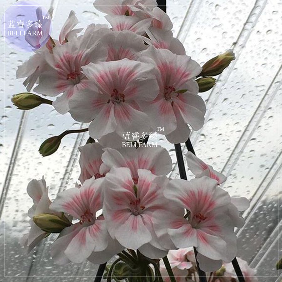 JMS  Geranium Bonsai Purely White To Light Pink Single Petals Plant*Seeds(No Soil), 10Pcs/Pack, Big 