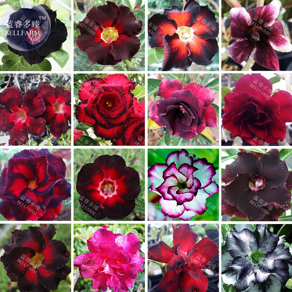 JMS  Mixed 16 Types Bonsai Almost Black Adenium *Seeds (No Soil), 30Pcs, Black Single Double Petals 