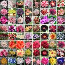 JMS  Bonsai Mixed 64 Types Of Adenium Desert Rose Seeds, 100Pcs/Pack, Black Yellow Red Blue White Pi