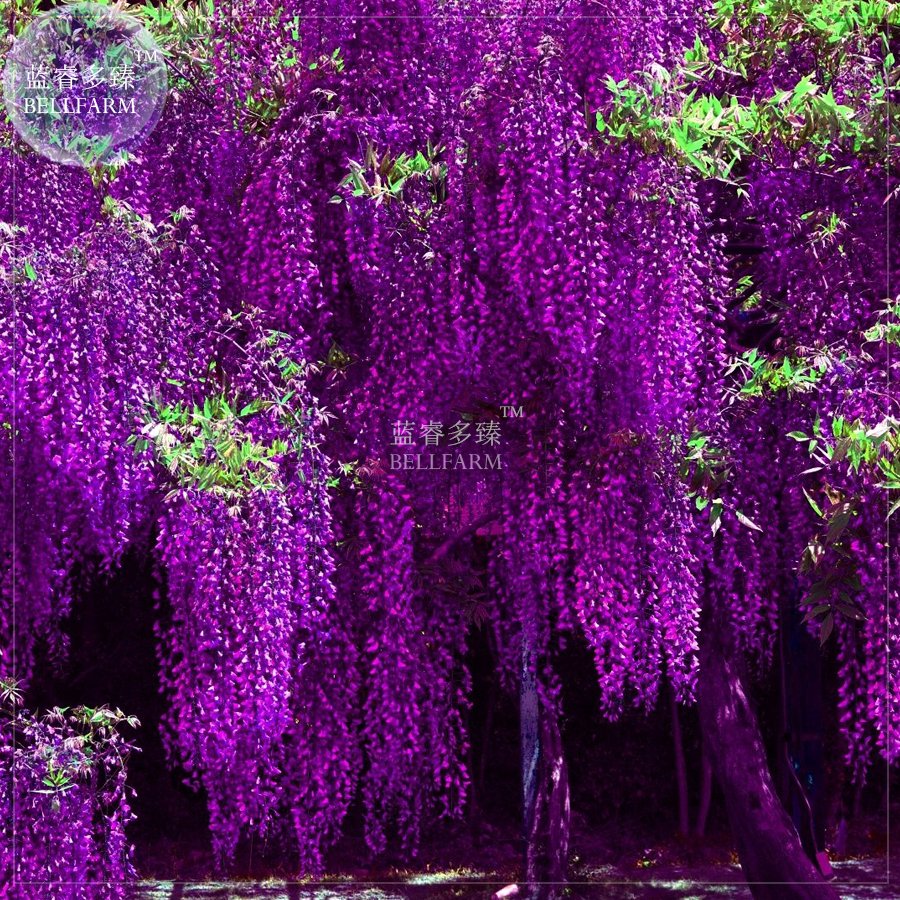 JMS  Deep Purple & Rose Red Wisteria Bonsai Flowers, 100Pcsseeds/Pack, Home Garden Bonsai Fragrant O