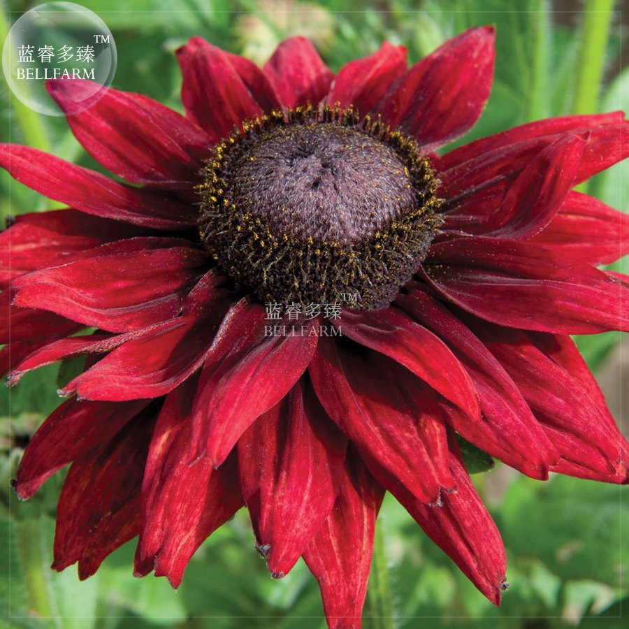 JMS  Dark Red Echinacea 6-Layer Big Blooms Bonsai Flowers, 100 Pcs 'Seeds', Light Fragrant Coneflowe