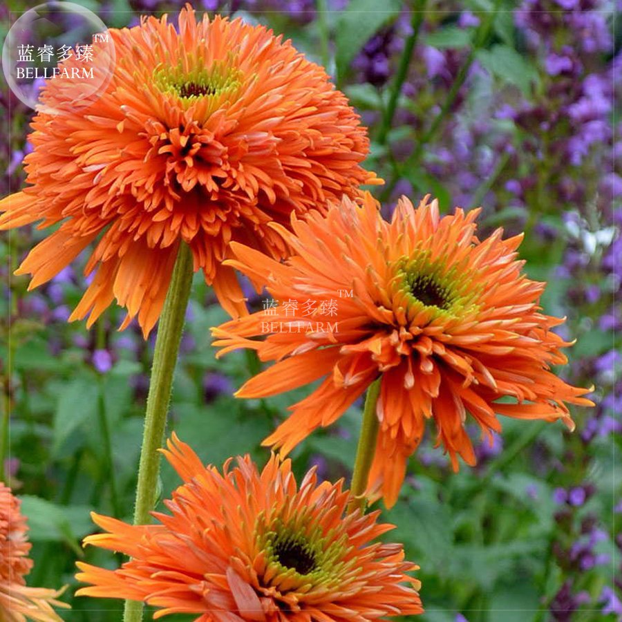 JMS  Echinacea 'Colorburst' Orange Hybrid Bonsai Coneflowers, 200Pcs 'Seeds' Perennial Garden Fragra