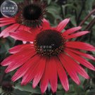 JMS  Echinacea 'Solar Flare' Dark Red Big Single Petals Bonsai Flowers, 200Pcs 'Seeds' Drought Toler