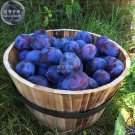 JMS  Purple Plum Bonsai Fruits, 35Pcs 'Seeds', Soursweet Middle With Dusty-White Waxy Coating Great 