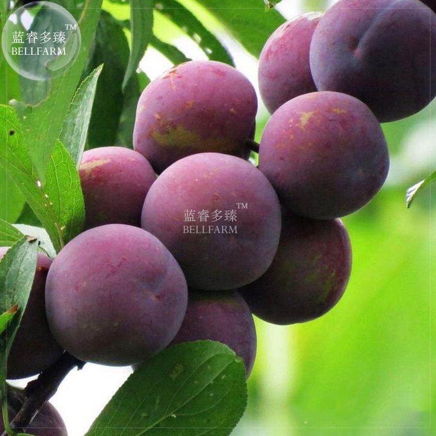 JMS  Purplish Red Round Plum Bonsai Fruits Plants, 10Pcs 'Seeds' Sweet Prune Big Great For Home Gard