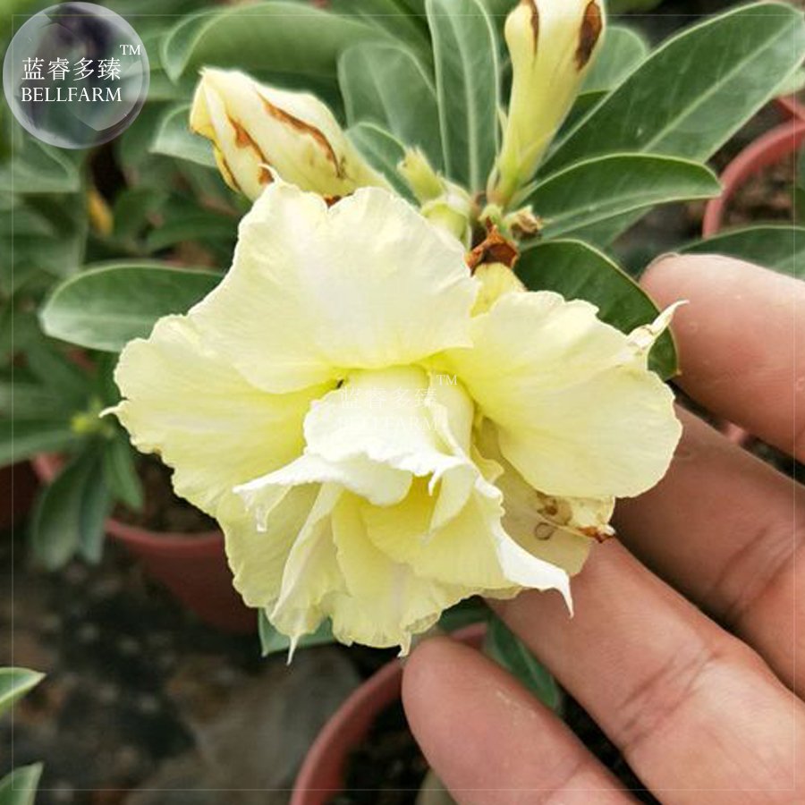 JMS  Whitish Yellow Adenium Big Blooms Bonsai Flowers, 6Pcs 'Seeds' Heirloom Rare Garden Desert Rose