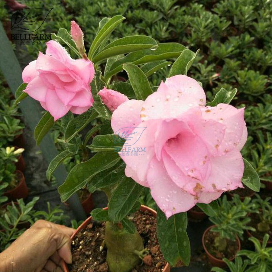 JMS  Adenium Purely Pink Desert Rose With Sweet Perfume Bonsai 'Seeds' 2Pcs Heirloom 5-Layer Big Blo
