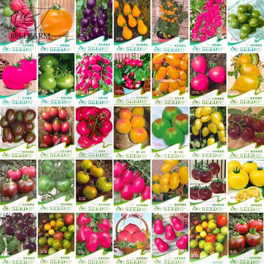 JMS  Combo 30 Packs Tomato Bonsai Small Middle Big Fruits Red Yellow Black Home Garden Organic Tomat