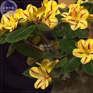 JMS  'Whirlwind' Yellow Adenium Bonsai 2Pcs Seeds Heirloom Single Petals Deep Red Stripes Light Frag
