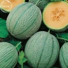 JMS Heirloom Blenheim Orange Melon, 10 Seeds, 12% Sugar Contained Melon Green Skin Fruit Ts235T