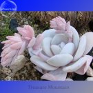 JMS Echeveria Laui Succulent Plant, 5 Seeds, Light Pink Petals With Long Light Pink Flowers Ts272T