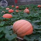 JMS Atlanta Giant Pumpkin Seeds, 5 Seeds, Professional Pack, Organic Edible Toy Boat Interesting Ts3
