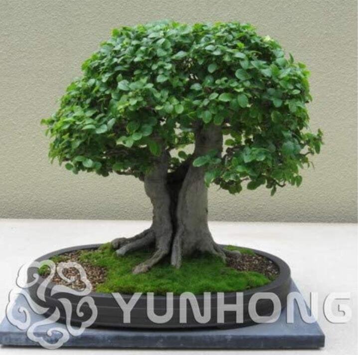 JMS 30Pcs Chinese Elm Bonsai Tree Plant Seeds