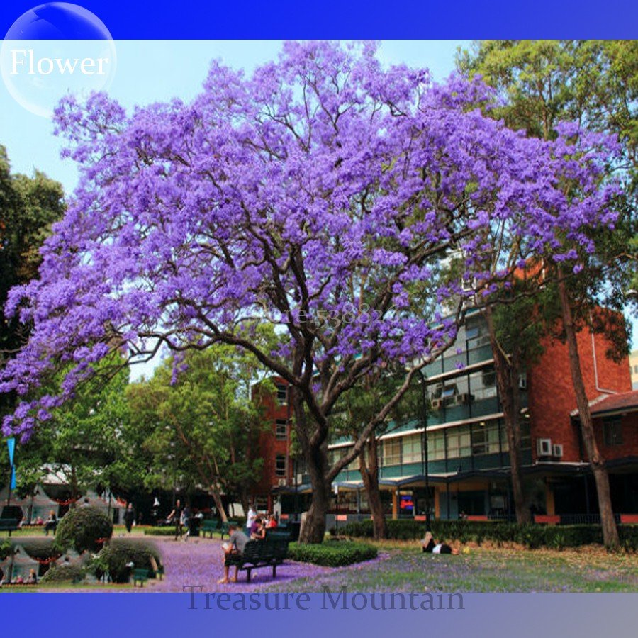 JMS Heirloom Delonix Regia Purple Red Flame Tree Seeds, Professional Pack, 10 Seeds / Pack, Very Bea