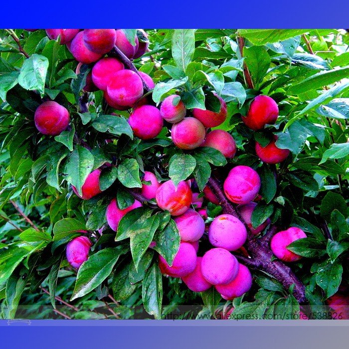 JMS Rare Pink Plum Shrub Fruit Seeds, Professional Pack, 10 Seeds / Pack, Sour Sweet Fruit