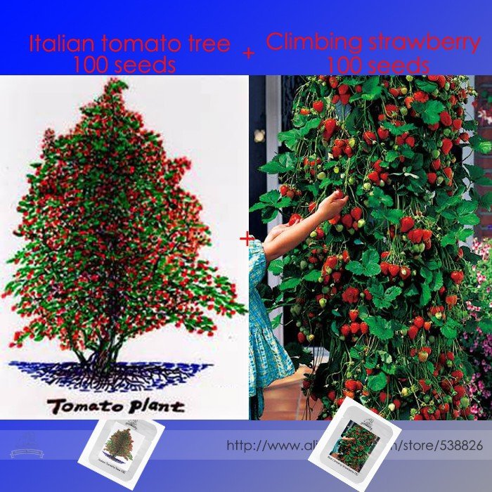 JMS Italian Giant Tomato Tree Seeds 100+ & Red Climbing Strawberry Seeds 100+, 2 Professional Packs,