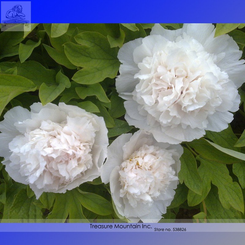 JMS Rare 'White King' Double Corrugated Peony Flower Seeds, Al Pack, 5 Seeds+