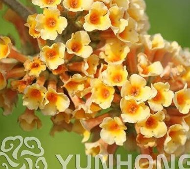 JMS 100Pcs Buddleja Lindleyana Seeds Orangish Yellow Flowers