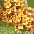 JMS 100Pcs Buddleja Lindleyana Seeds Orangish Yellow Flowers