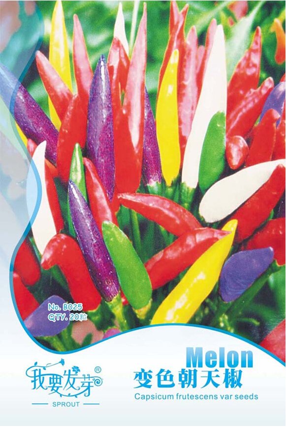 JMS Heirloom Allochroic Pod Pepper Seeds, Original Pack, 20 Seeds / Pack, Red White Green Purple Yel