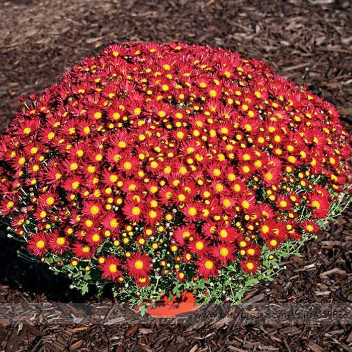 JMS Edana Red Chrysanthemum Plant Flower Seeds, Professional Pack, 50 Seeds / Pack, Bonsai African D