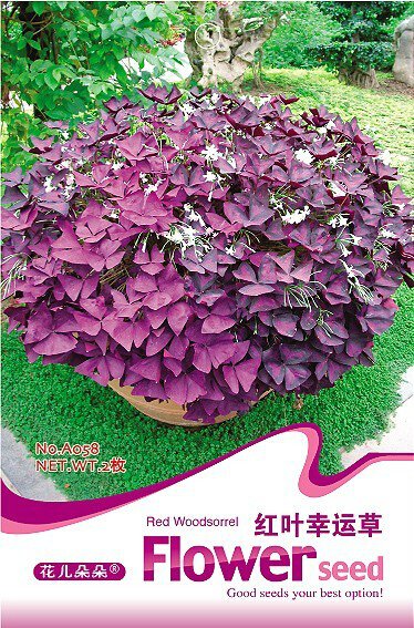 JMS 1 Original Pack, 2 Seeds / Pack, Red Woodsorrel Oxalis Corymbosa Flower Seed #A058