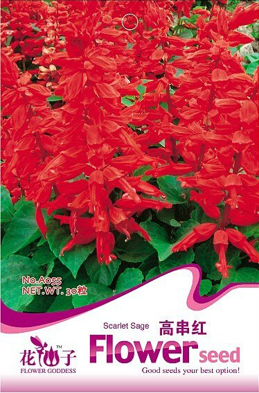 JMS 1 Original Pack, 30 Seeds / Pack, Salvia Red Rocket Hot Jazz Salvia Splendens Height Up To 60Cm 