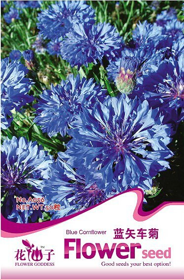 JMS 1 Original Pack, 50 Seeds / Pack, Tall Blue Bachelors Button Cornflower Seeds #A056
