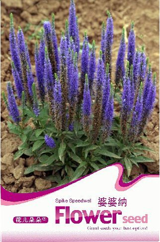 JMS 1 Original Pack, 50 Seeds / Pack, Veronica Spicata Speedwell Flower Seeds #A049