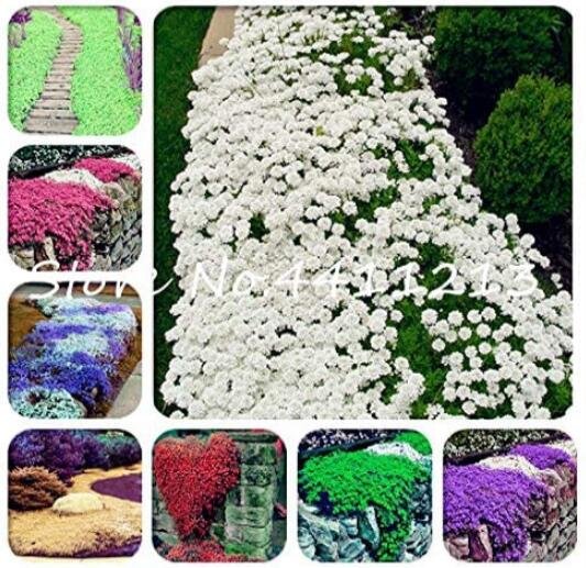 JMS 100Pcs Creeping Thyme Seeds Mixed 8 Colors