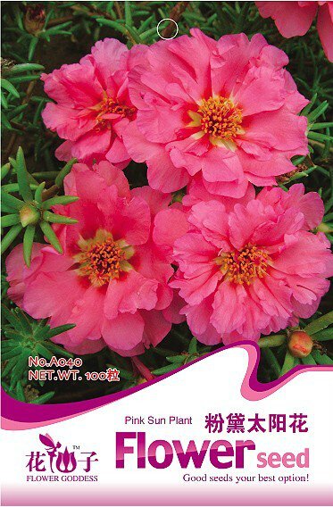 JMS 1 Original Pack, 100 Seeds / Pack, Pink Portulaca Grandiflora Seeds Homegrown Moss Rose Sun Plan
