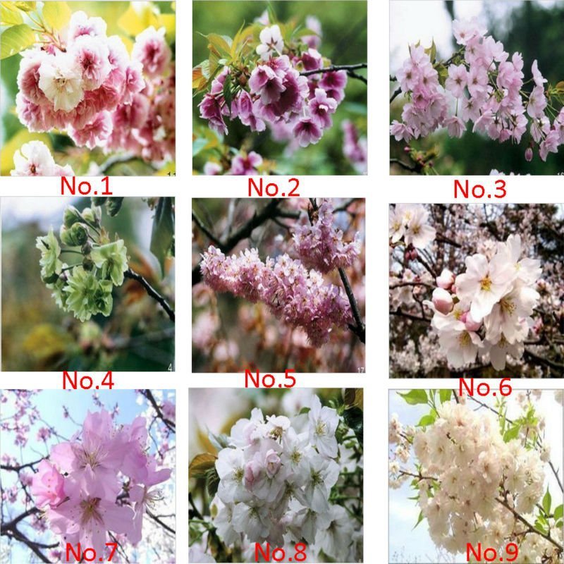 JMS 9 Colors Cherry Blossom Flower Seeds, Oriental Cherry Sakura Seeds