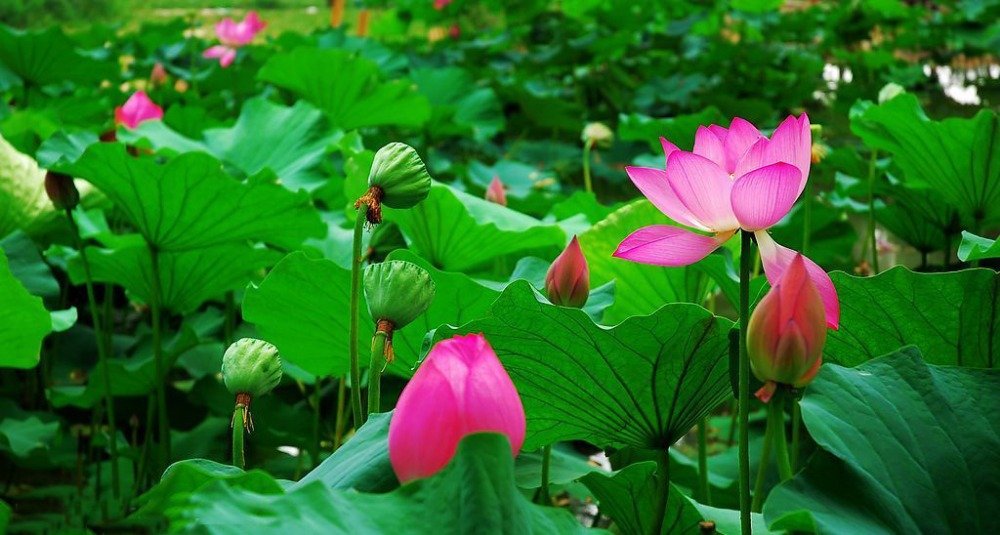 JMS 1 Professional Pack, 40 Seeds / Pack, New JMS Nelumbo Nucifera Lotus Nut Seeds Aquatic Plants Ed