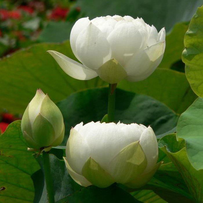 JMS 1 Professional Pack, 40 Seeds / Pack, New JMS Nelumbo Nucifera White Lotus Seeds Aquatic Plants