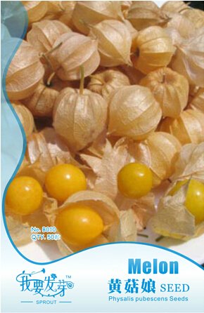 JMS 10 Original Packs, 50 Seeds / Pack, JMS Perennial Physalis Cape Gooseberry Seeds Chinese Lantern