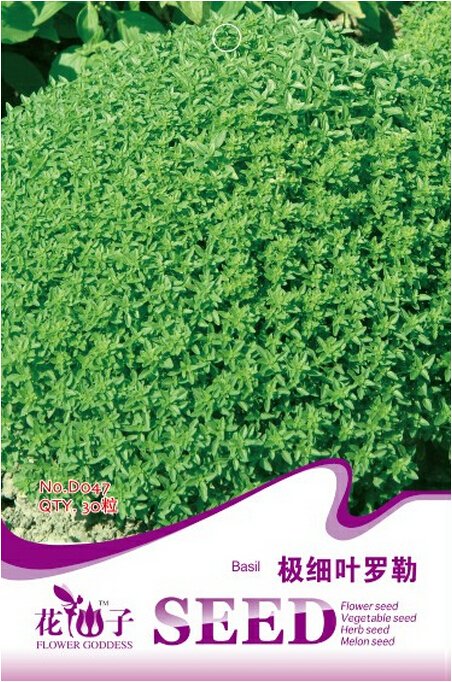 JMS Super Small Thin Leaf Basil Herb 'Fine Minette' Organic Seeds, Original Pack, 30 Seeds / Pack, A