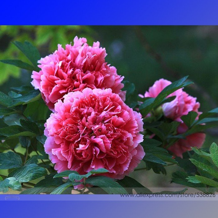 JMS Rare Heirloom Pink Red Damask Garden Peony Plant Flower 'Qing Ren' Seeds, Professional Pack, 5 S